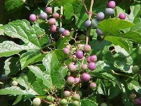 porcelianberry