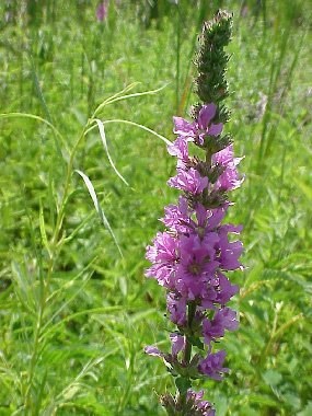 Puple Loosestrife