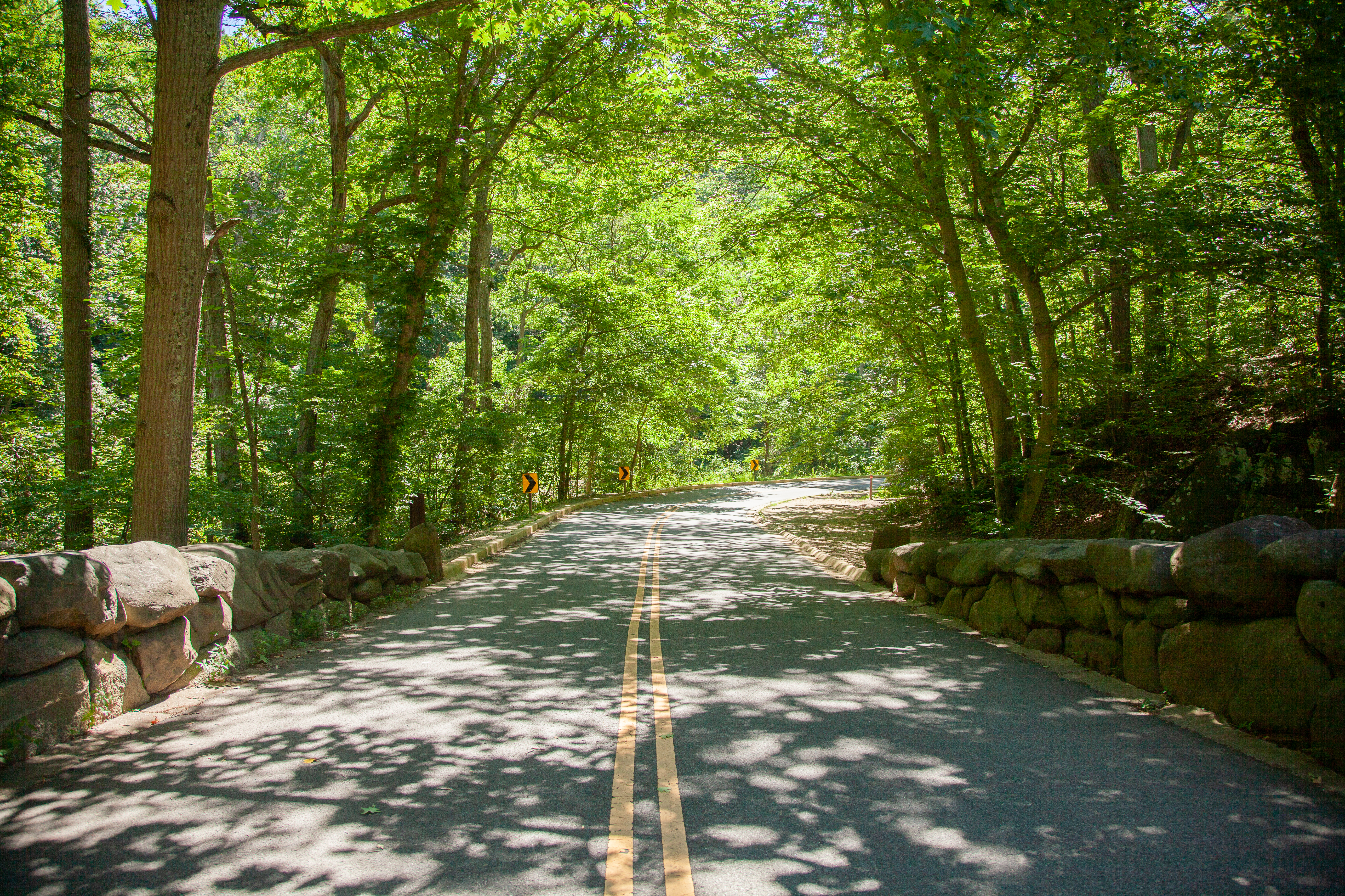 ROCR_BeachDrive A picture containing a tree covered road with a bend in the distance.