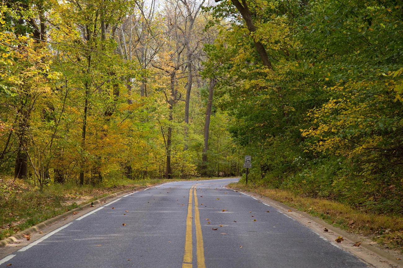Beach Drive in the fall season a 2-lane road through a forest during the fall
