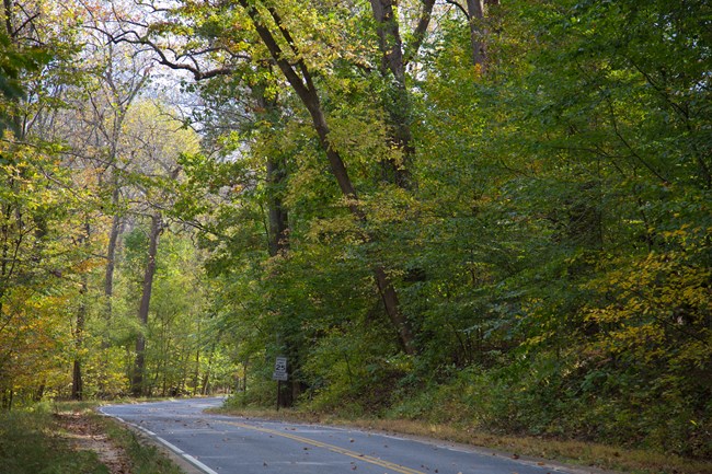 a 2-lane road in a forest during the fall season