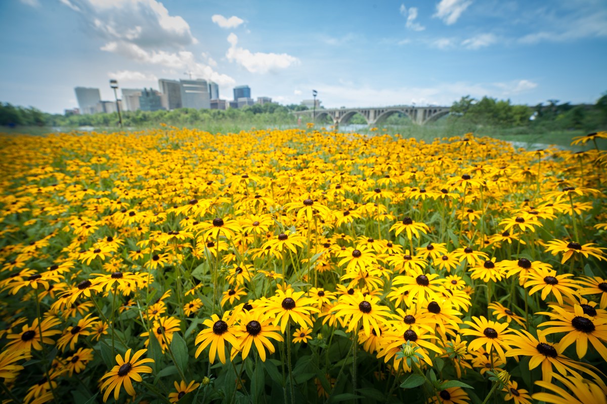 A sea of yellow flowers infront of Key Bridge in Georgetown A sea of yellow flowers infront of Key Bridge in Georgetown