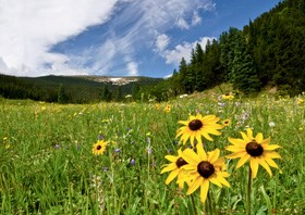 Wildflower field