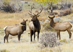 Elk bull and cows