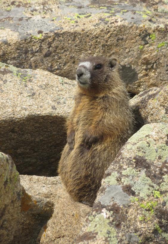 Marmot in the Rocks. 