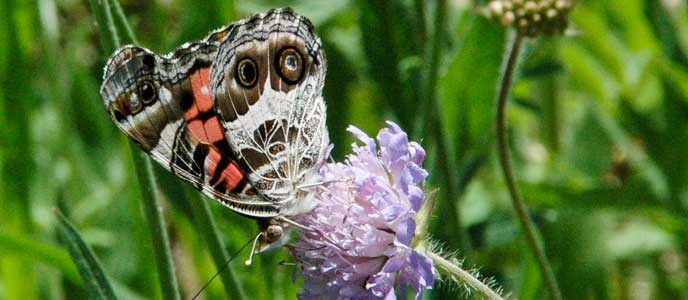 American Lady butterfly on a flower American Lady butterfly on a flower