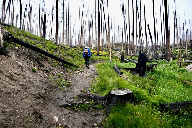 A person is hiking on a trail in a burn area