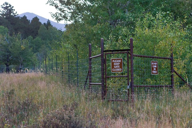 Exclosure Fence Upper Beaver Meadows. Vegetation inside the exlosure is tall while vegetation outside is short.
