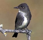 a photo of an olive-side flycatcher