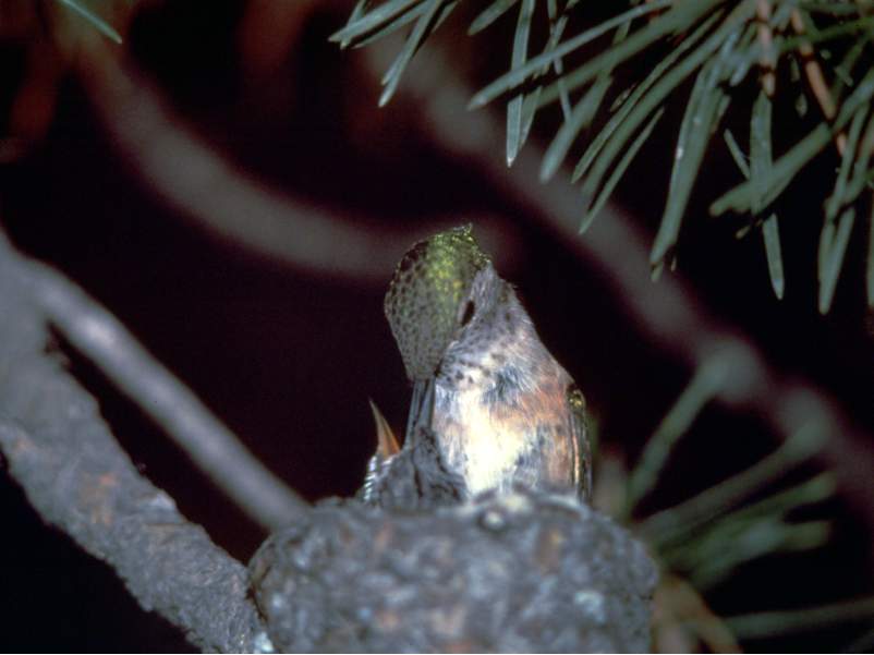 a photo of female hummingbird