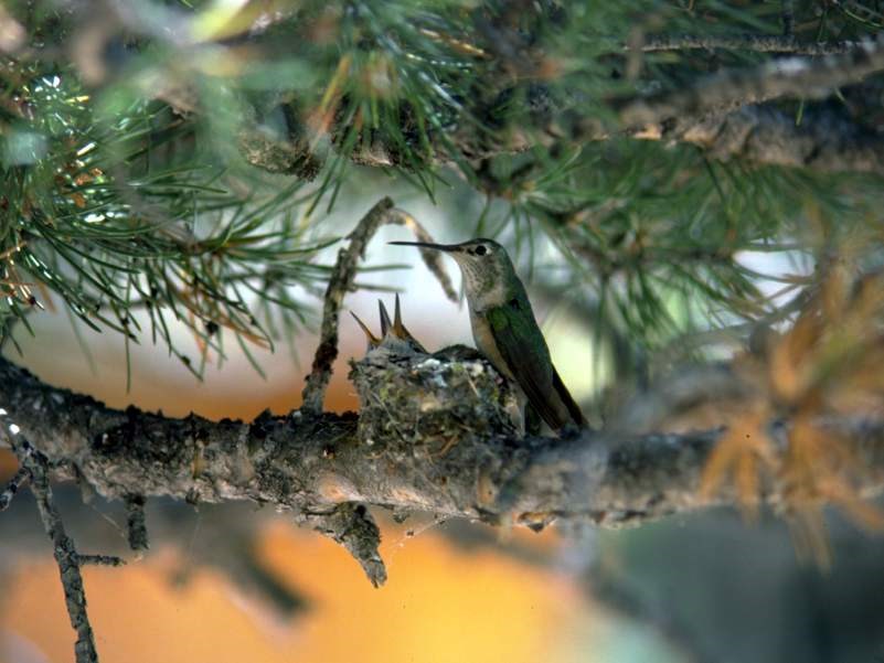 a photo of a hummingbird nest