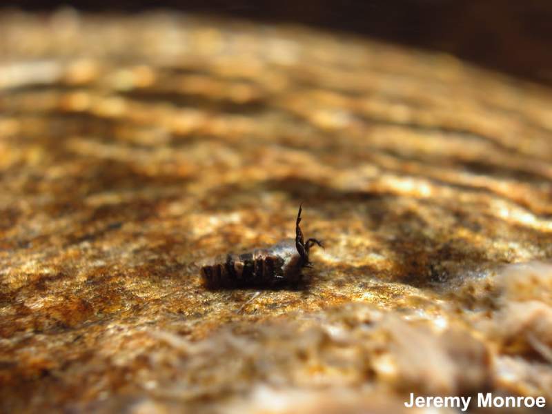 a photo of larval caddisfly