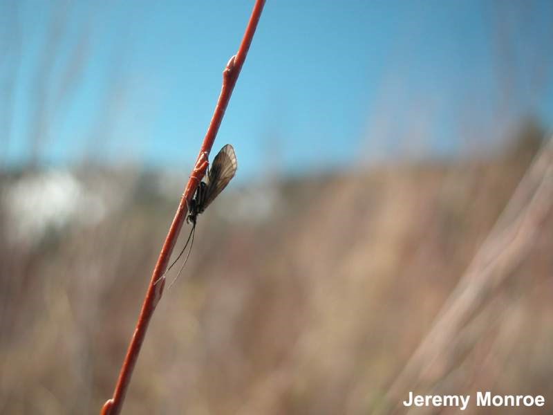 a photo of an adult caddisfly