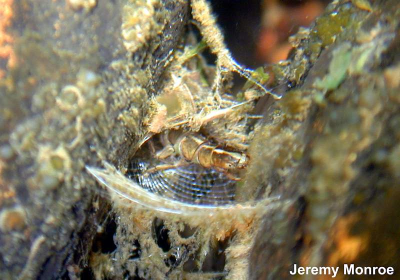 a photo of larval caddisfly capturing prey