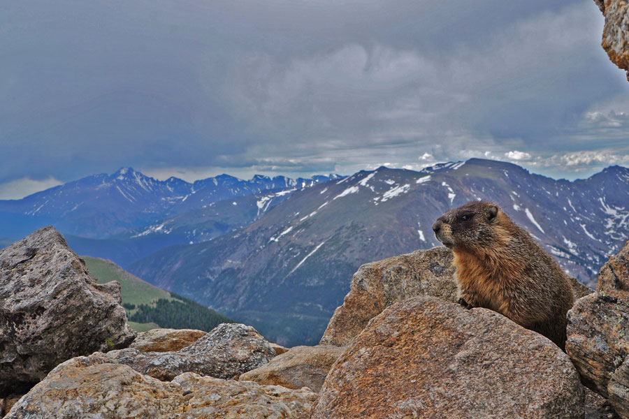 Marmot at Rock Cut.