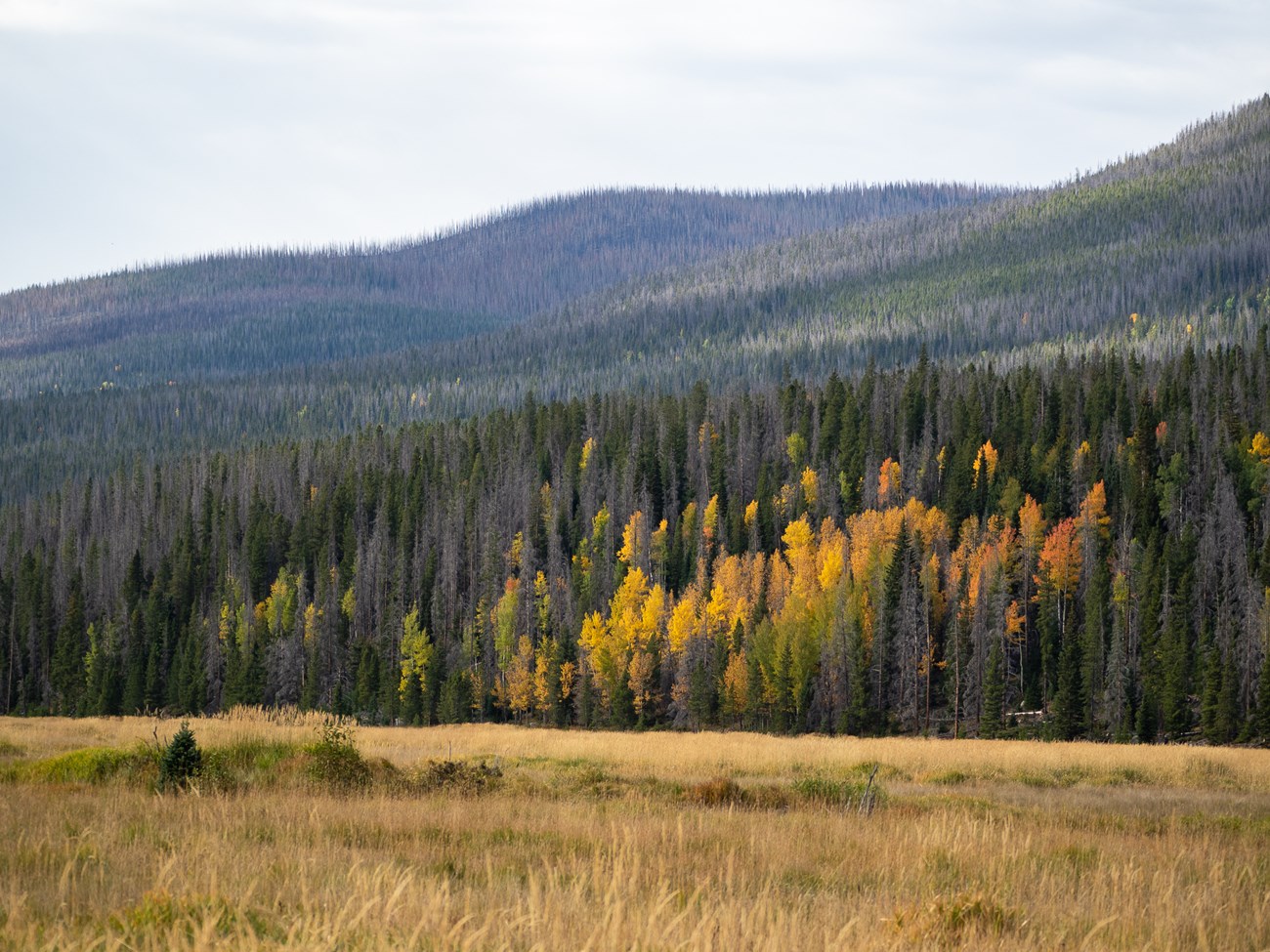 Fall Colors seen along Trail Ridge Road