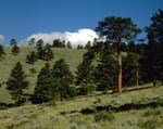 a photo of ponderosa and aspen woodlands