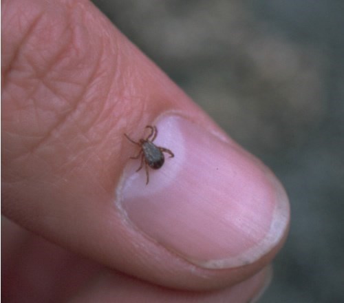 Rocky Mountain Wood Tick up close, walking on a person's fingernail.