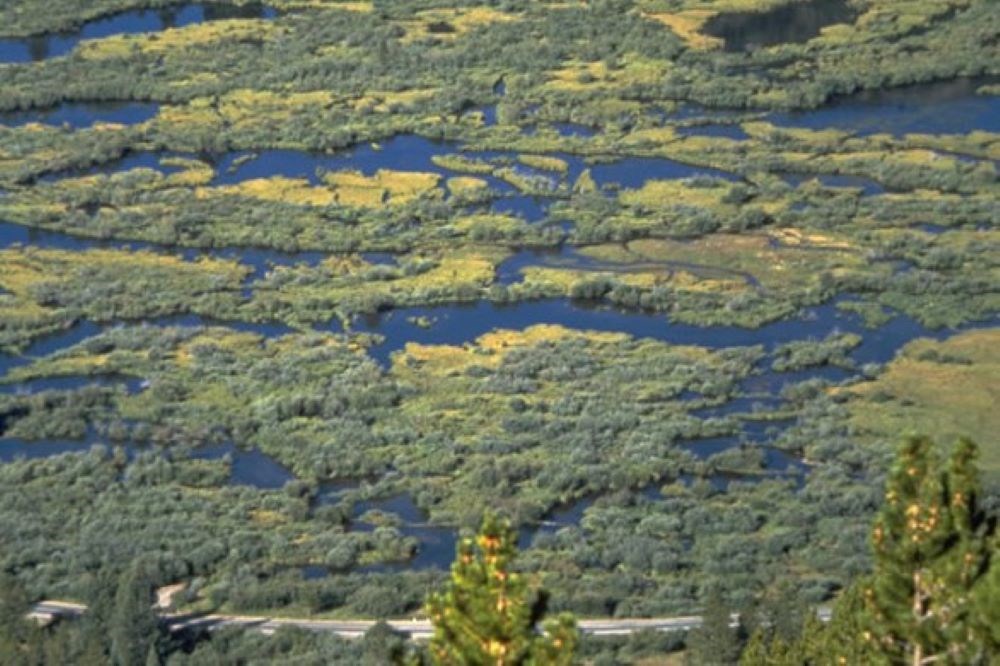 lg_beaver_wetland