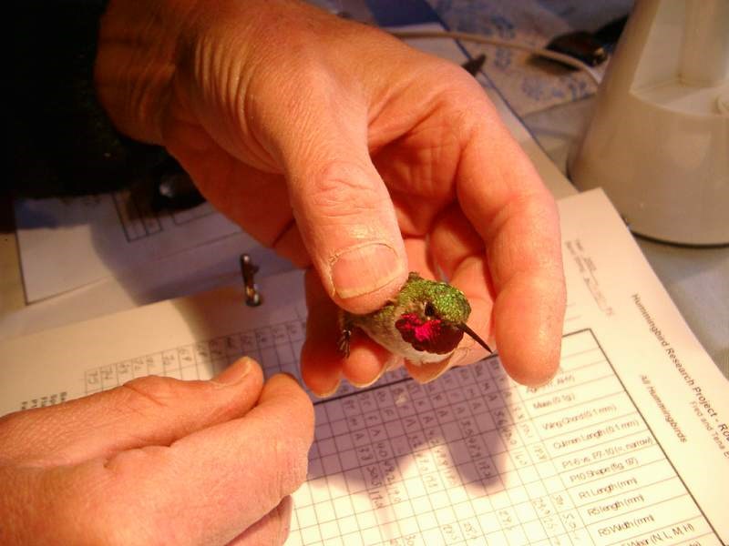 a photo of hummingbird being banded