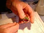 a photo of the banding of a hummingbird
