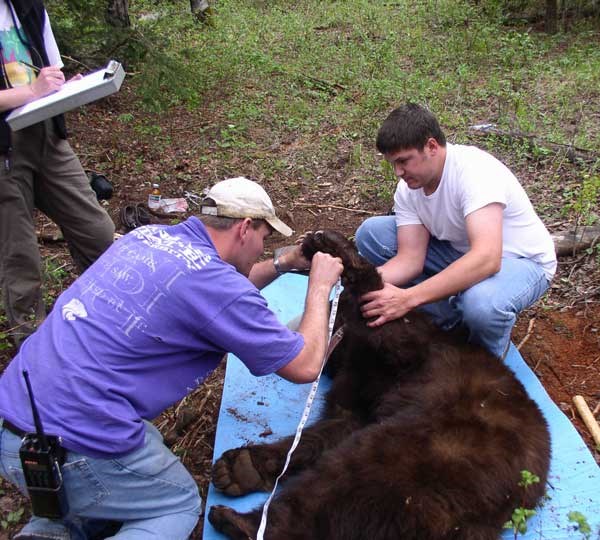 a photo of bear researchers