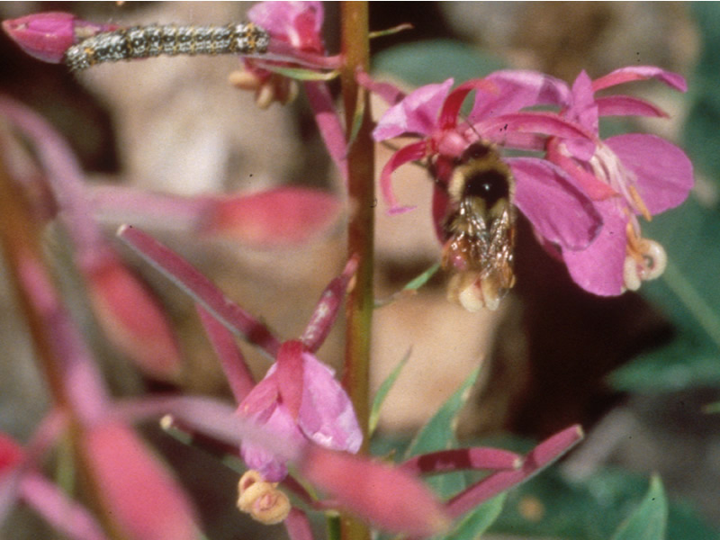 a  closeup photo of a bee