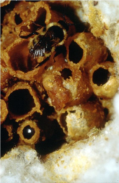 a photo of a bee's nest