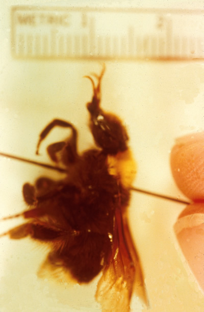 a photo of a queen bee