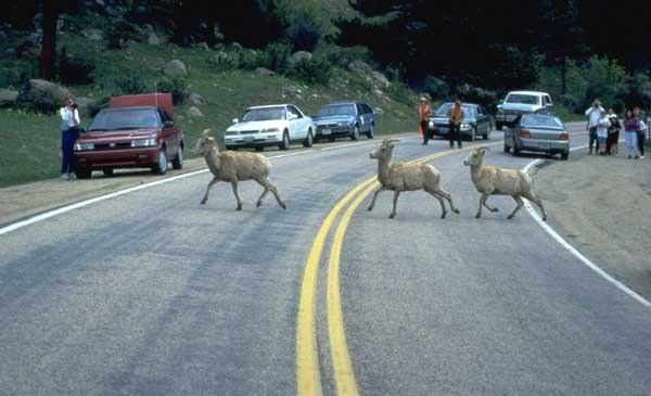 a phot of bighorn sheep crossing the road