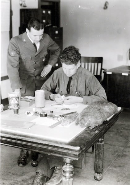 a photo of a CCC enrollee at work