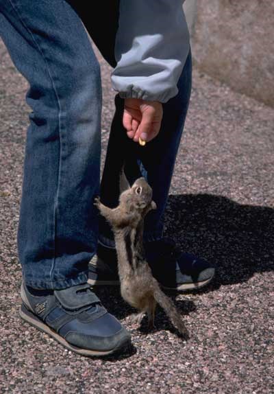 a photo of a visitor feeding a chipmunk