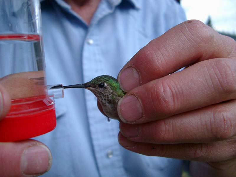 a photo of a hummingbird being fed
