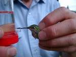 a photo of a hummingbird being fed