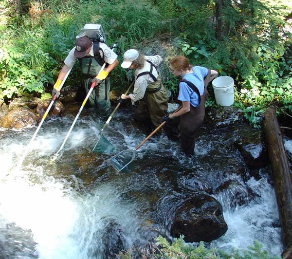 a photo of electrofishing