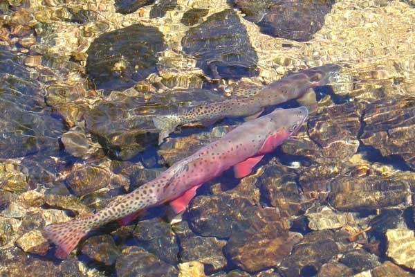 a photo of spawning greenback cutthroat trout