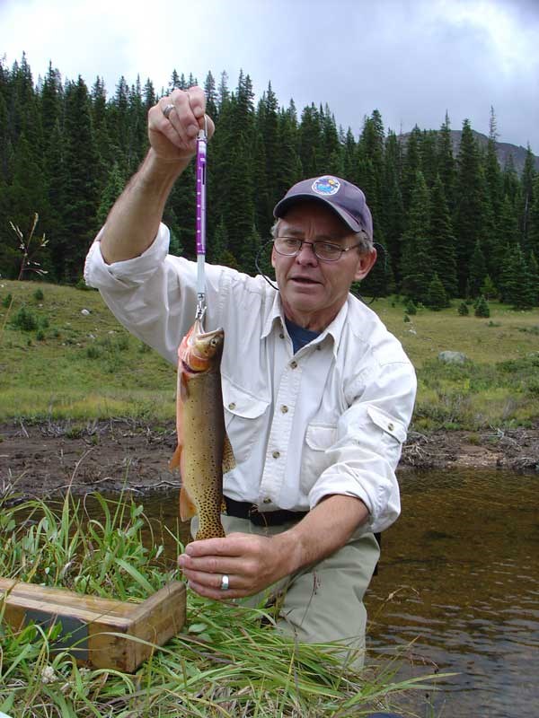 a photo of trout being weighed