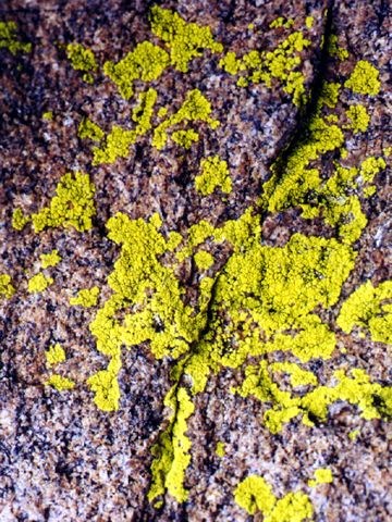a photo of Acarospora