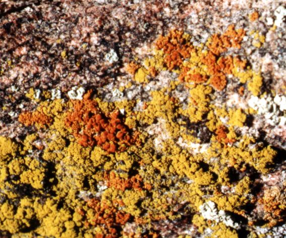 a photo of Caloplaca and Candelariella