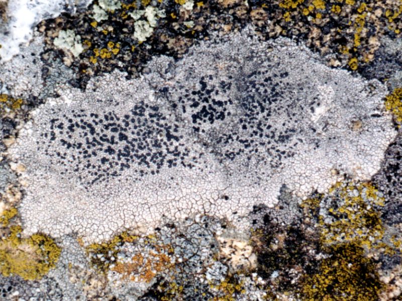 a photo of Lecidea tessellata