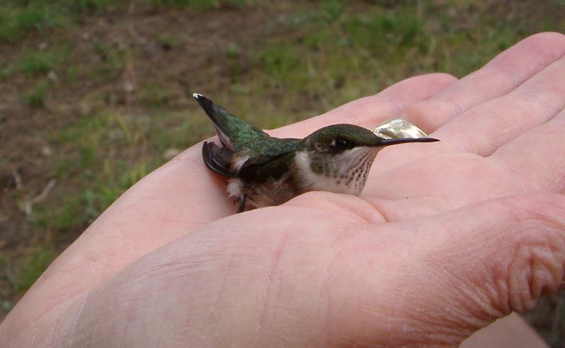 a photo of a ruby-throated hummingbird