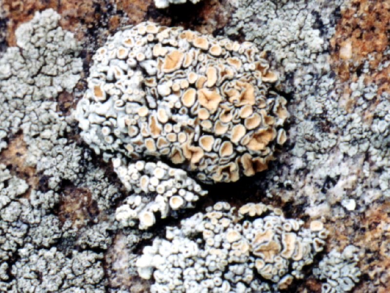 a photo of Rhizoplaca chrysoleuca