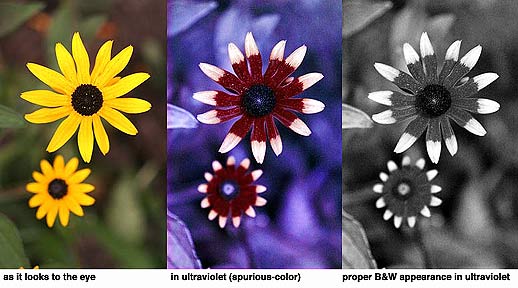 a photo of black eyed susans