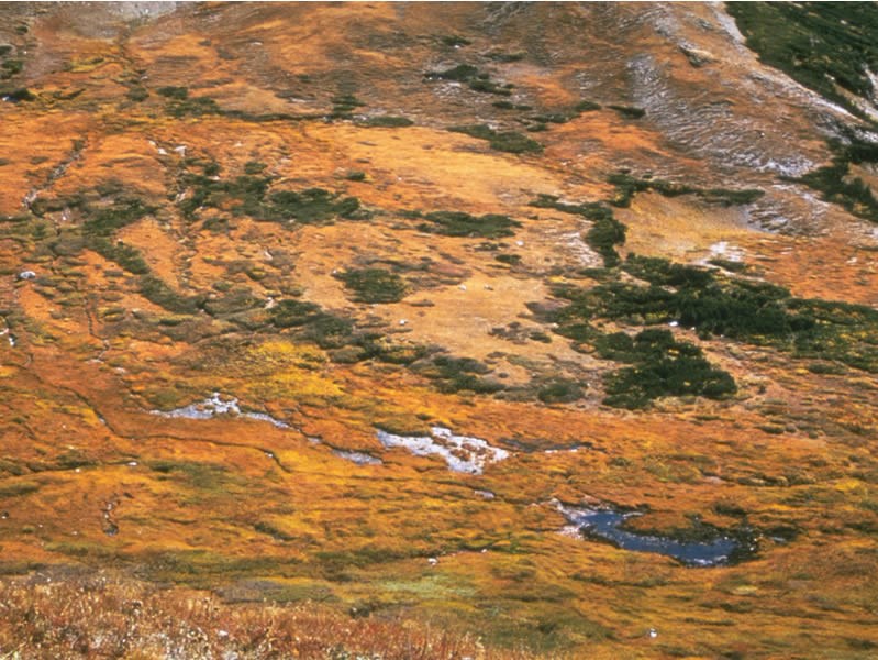 a photo of fall tundra colors