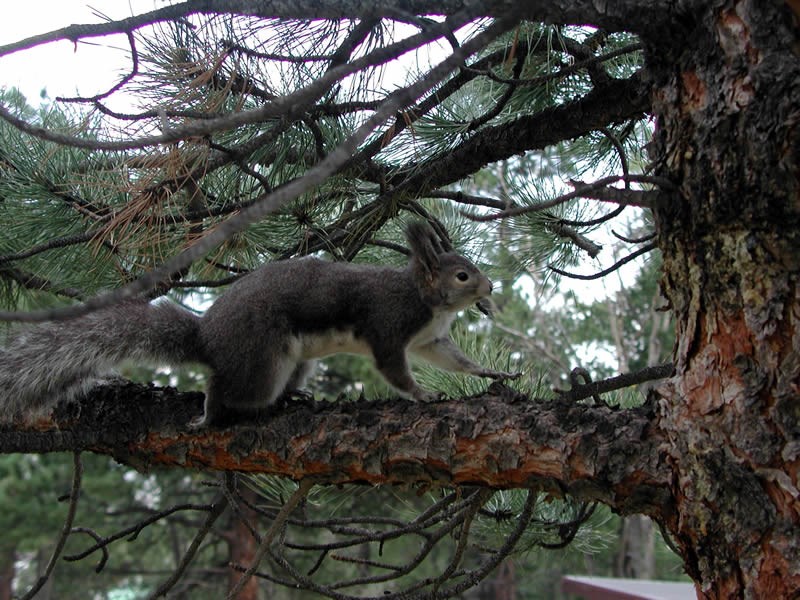 a photo of an  Abert's squirrel