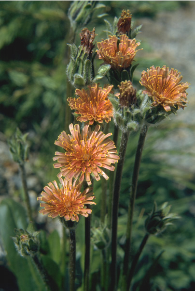 a photo of burnt-orange false dandelion