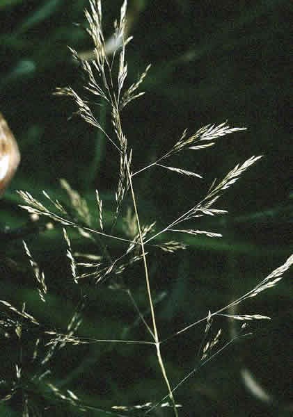 a photo of creeping bentgrass