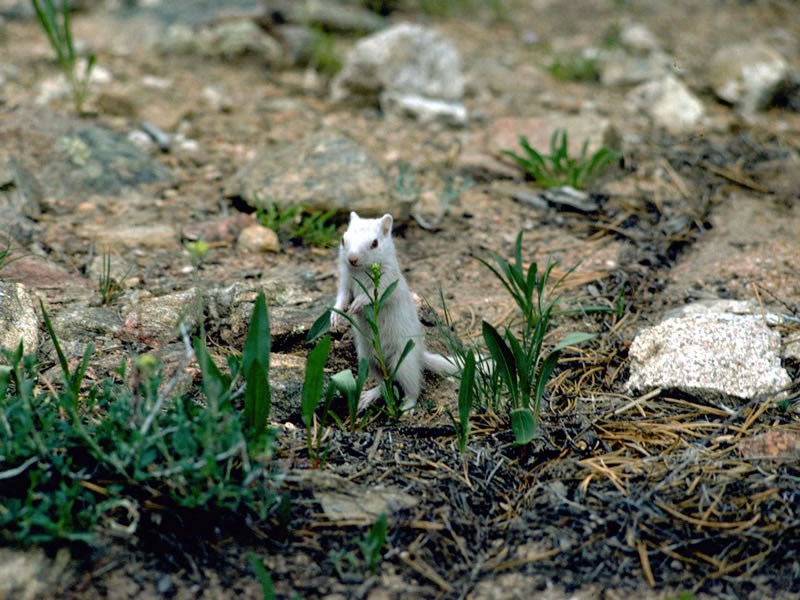 a photo of an albino ground squirrel