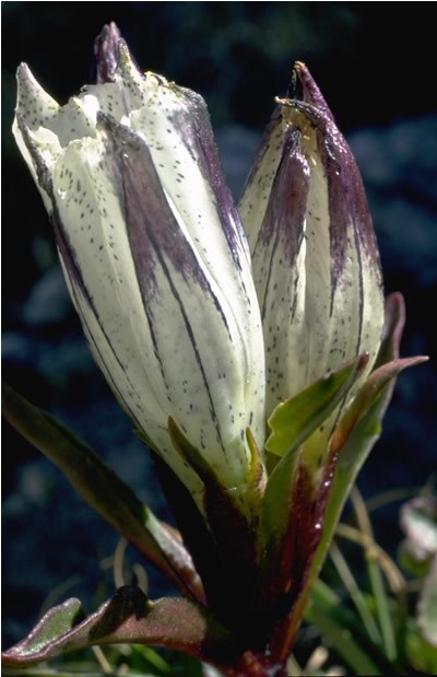 a photo of arctic gentian