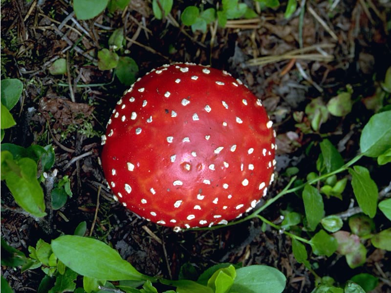 a photo of an amanita mushroom